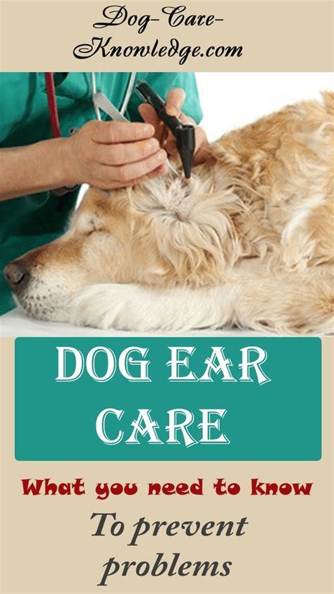 Try These Dog Ear Care Tips To Keep Your Dog Or Puppys Ears In Tip Top