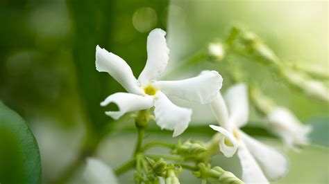 How To Grow Jasmine Expert Tips On Growing This Scented Climber