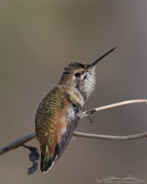 Rufous Hummingbird Images On The Wing Photography