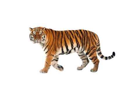 Stickers muraux tigre du bengale pour votre decoration murale