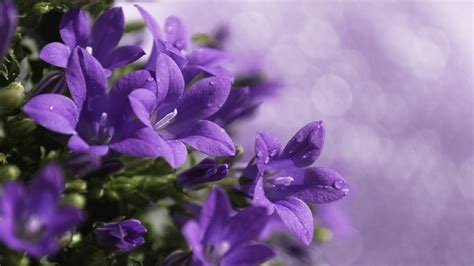 Purple Flower Backgrounds Wallpaper Cave