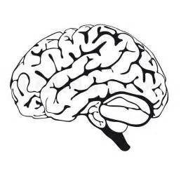 Drawing brain closeup | Stock Vector | Colourbox