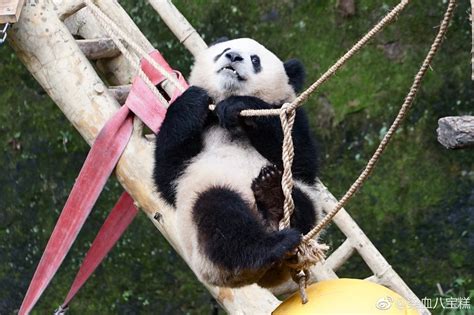 Pin By Patnida Panda On Chongqing Zoo Giant Pandas Panda Bear Panda