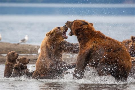 Dramatic Pics Capture Moment Mother Bear Fights Off An Attack On Her