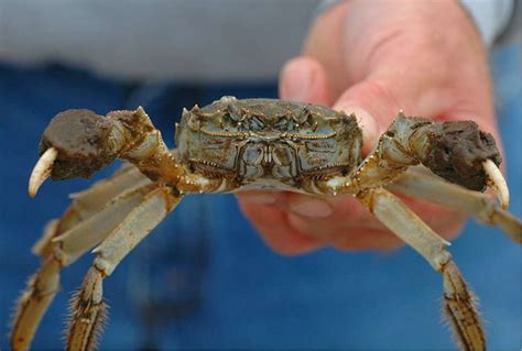 Invasive Chinese Mitten Crab Discovered In Connecticut
