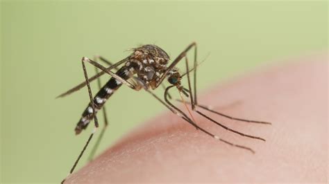 West Nile Virus Mosquitoes Known To Carry Deadly Disease Linked To 22