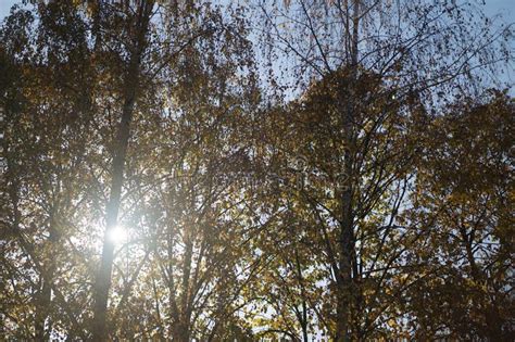 Autumn Sun Shines Through The Leaves Of A Tree Stock Photo Image Of
