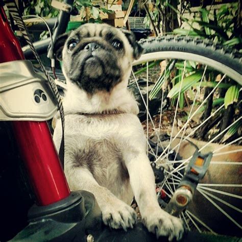 Biker Pug Pug