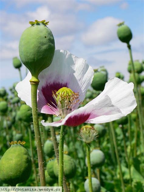 Medicinal Herbs Opium Poppy Papaver Somniferum