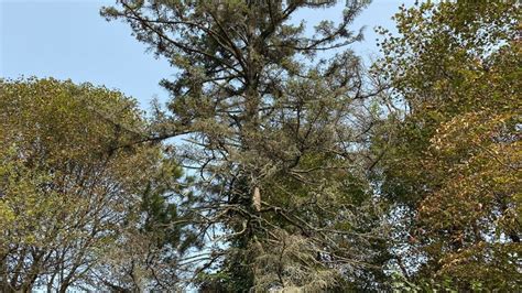 Fungal Diseases Becoming More Common Among Blue Spruce Trees Across