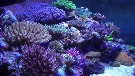 Sps Reef Aquarium 4x2x2 Youtube