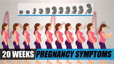 Fetal Development Week By Week 20 Weeks Pregnant Symptoms Youtube