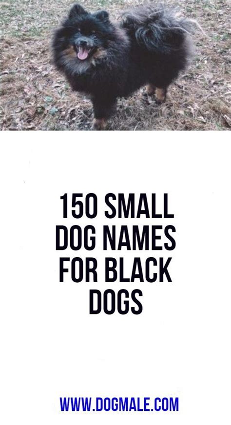 Pin On Dog Names