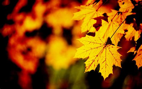 Orange Leaf Golden Autumn Landscape Wallpaper 2560x1600 Download