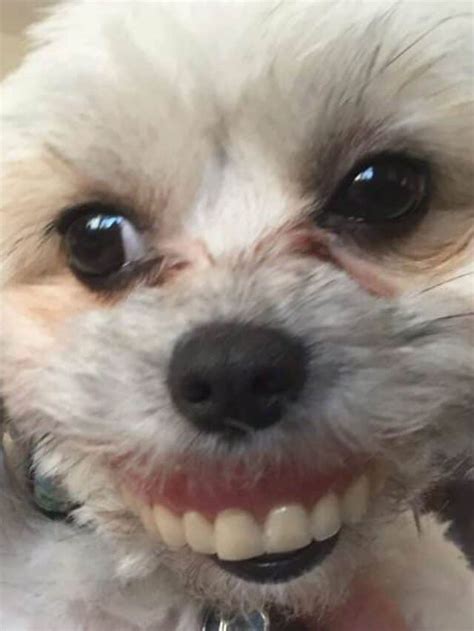 Top 11 Fotos Engraçadas De Cachorro Portal Do Dog Para Quem Ama