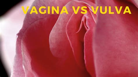 Vagina Vs Vulva Youtube