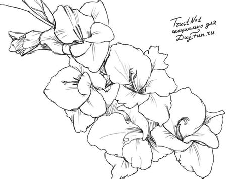 Gladiolus flower flowers flowersandplants flowersnature nature floral finalfantasyxv gladiolusamicitia. How to draw a gladiolus step by step | ARCMEL.COM