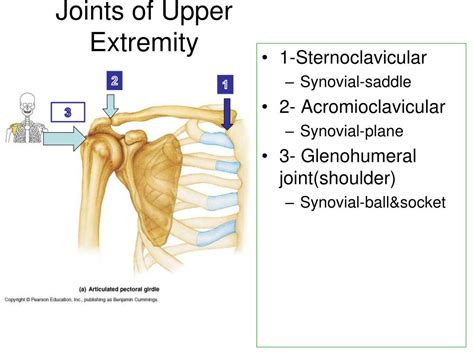 Ppt Joints Of Upper Limb Powerpoint Presentation Free Download Id