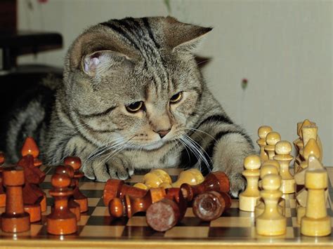 Cat Playing Chess Cats Funny Cats Cat Playing