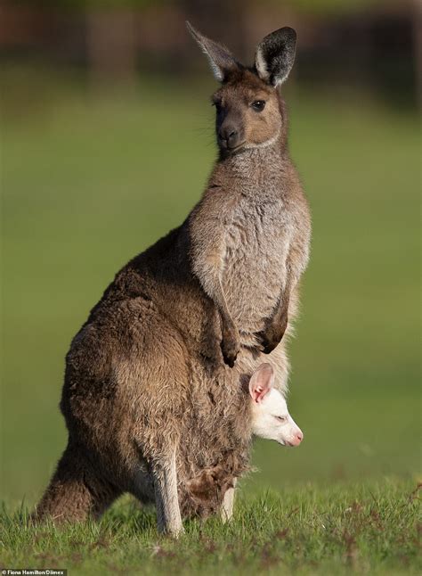 Roos The Daddy Eastern Grey Kangaroo Gives Birth To An Albino Baby