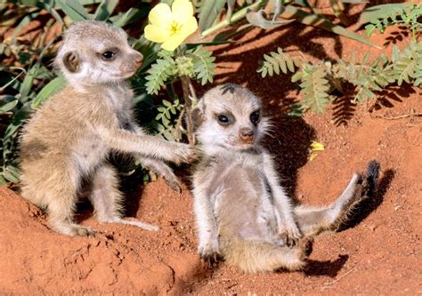 All the flowers in paris what happened to the baby. Baby meerkats playing in the flowers - Storytrender