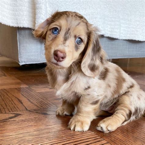 Available Mini Dachshund Puppies for Sale Near Me @ Cheap Prices