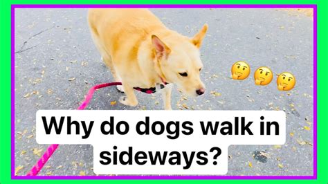 Why Do Dogs Walk In Sideways Cause Of Walking Sideways Famtayo 51