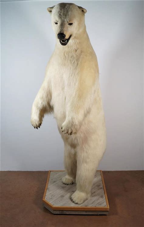 Comment survivre si vous tombez nez à nez avec un ours. Ours polaire (Ursus maritimus) (II/B) Magnifique spécimen ...