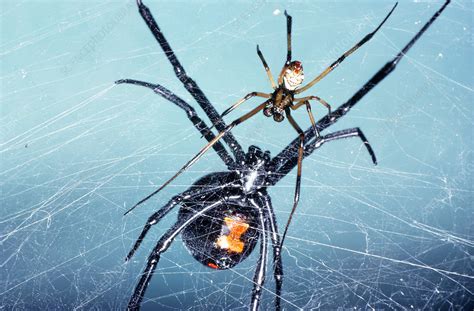 Female And Male Black Widow Spiders Stock Image Z4300534 Science