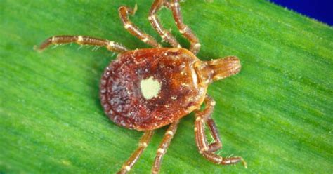 Ticks In Illinois Tested Positive For The Heartland Virus Wsiu
