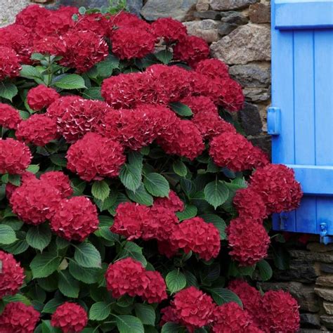 National Plant Network 1 Gallon Red Hydrangea Red Beauty Flowering