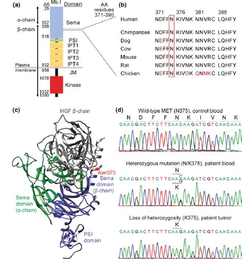 Location Of The Met Mutation Found In Familial Egfr Mutant Lung Cancer