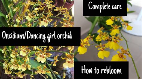 Oncidiumdancing Girl Orchid Care In Malayalam For Beginners Ep38