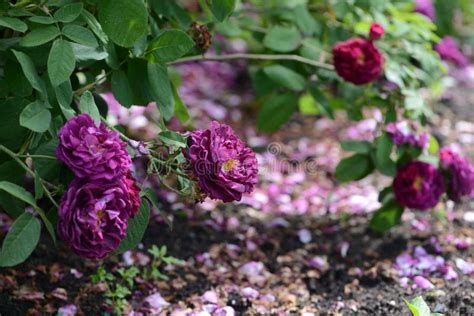 Purple Rose Variety Tuscany Superb Flowering In A Garden Stock Photo