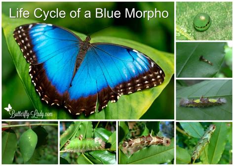 Life Cycle Of The Blue Morpho Butterfly Butterfly Lady
