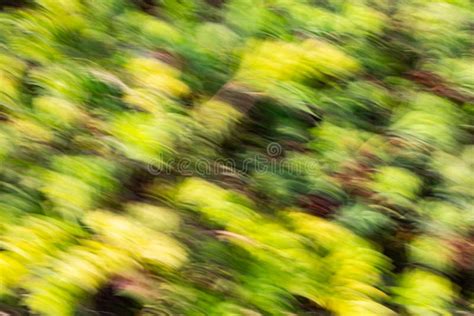 Abstract Motion Blur Effect Spring Blurred Flowers Stock Image Image
