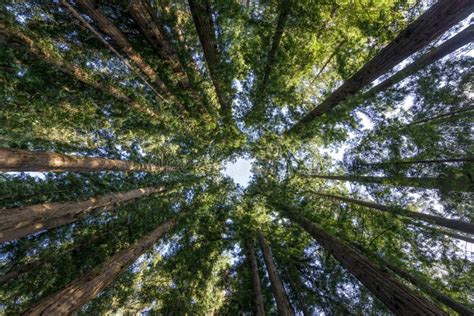 Cathedral Redwoods In Santa Cruz Mountains California Stock Image