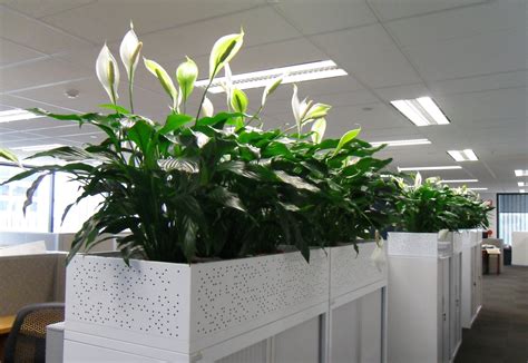 Gurus In Plant Design Office Plants Interior Design Plants Best