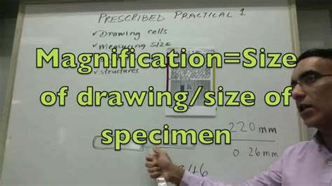 Measuring The Size Of A Cell And Calculating Magnification Ib Biology