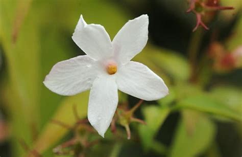 Maybe you would like to learn more about one of these? Popular Flowers Names in Marathi • India Gardening