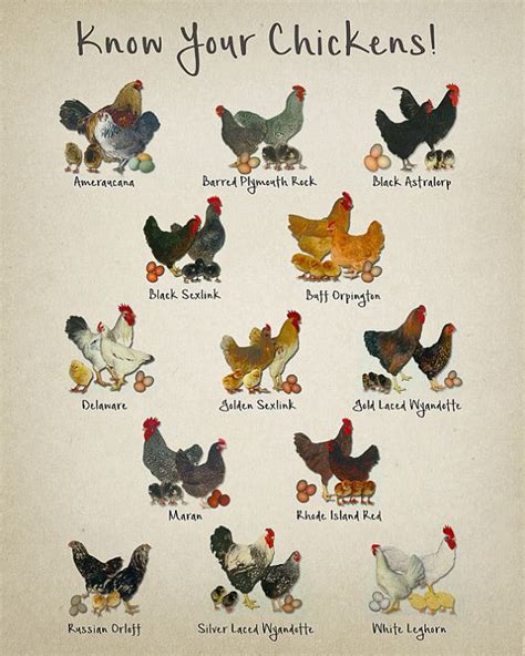 A Chart Showing Various Chicken Breeds With A Vintage Feel Please