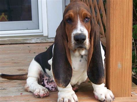 Here are all 15 basset hound puppies before they left to their new homes! Basset Hound Puppies Orlando Fl | PETSIDI