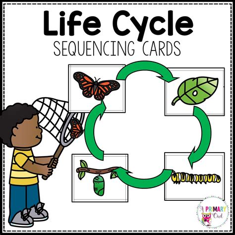 Life Cycle Sequencing Cards And Worksheets Made By Teachers