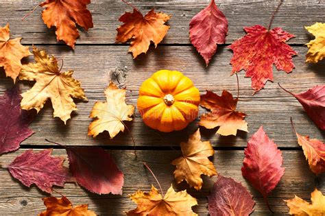 Autumn Leaves And Pumpkin Stock Image Image Of Rustic 76688155