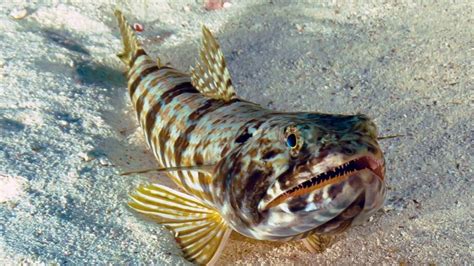 Face To Face With The Inshore Lizardfish Fl Keys News