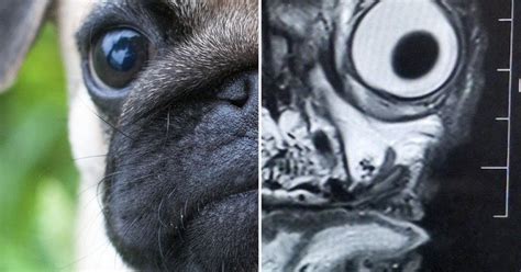 The Mri Scan Of This Pug Will Haunt Your Dreams The Poke