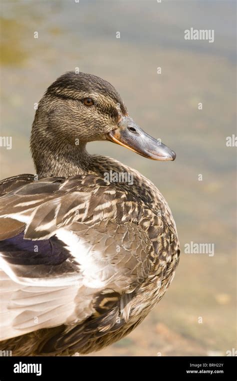 Mallard Duck Anas Platyrhynchos Portrait Stock Photo Alamy