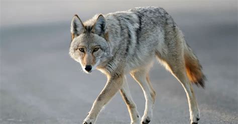 Vancouver Coyote Sightings On The Rise Huffpost Canada