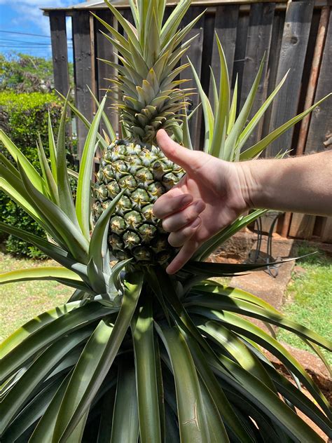 Our First Pineapple Is Bigger Than We Thought It Would Be