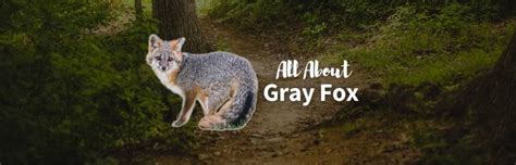 Gray Fox The Elusive Tree Foxes Of North America